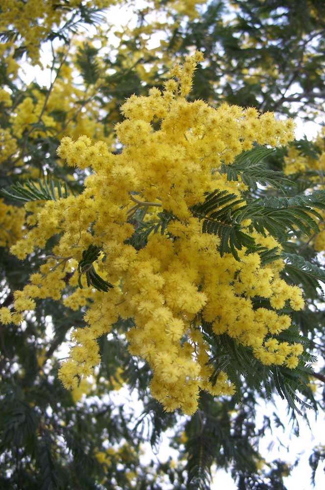  Flores amarillas: vea las principales especies para utilizar en decoración