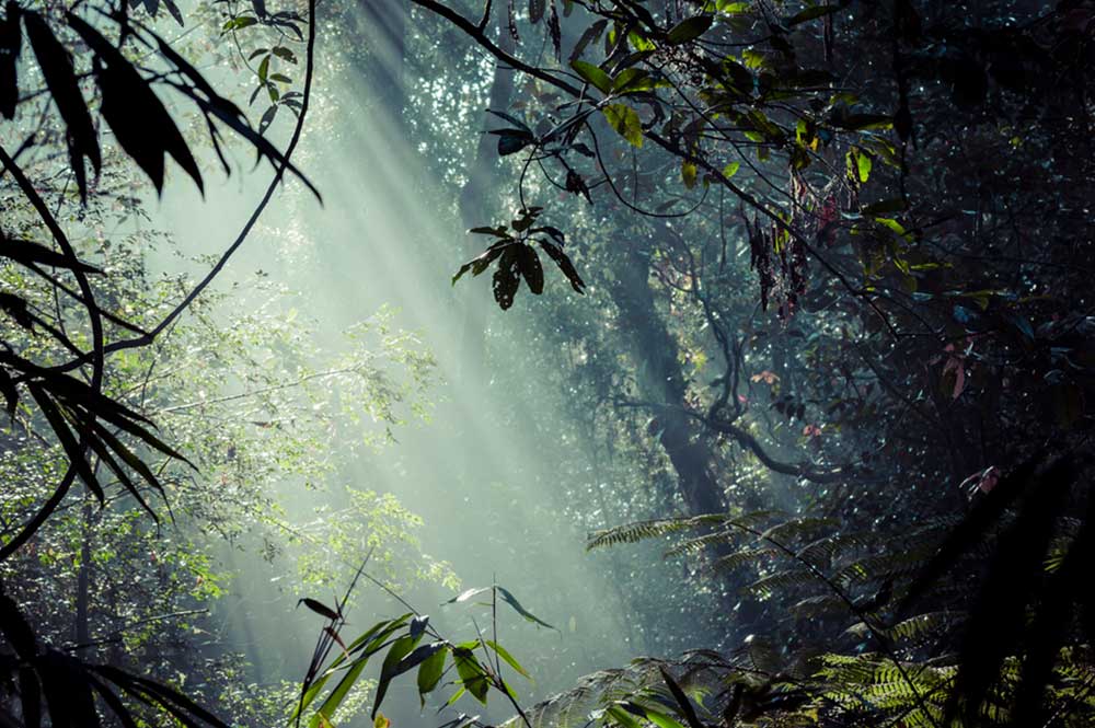 Descubre los 10 bosques más grandes del mundo por superficie