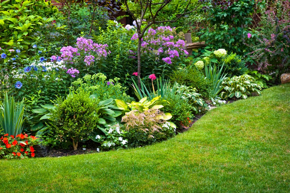  Plantas para el jardín: conozca las principales especies para tener un jardín perfecto