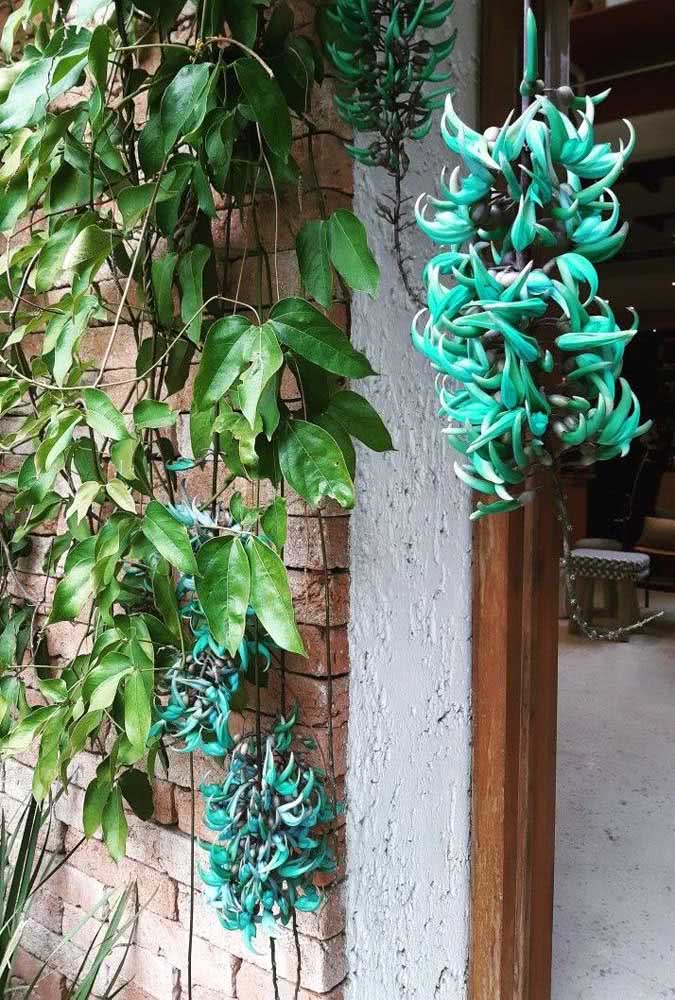  Jade creeper : 식물의 특성, 색상, 호기심 및 사진