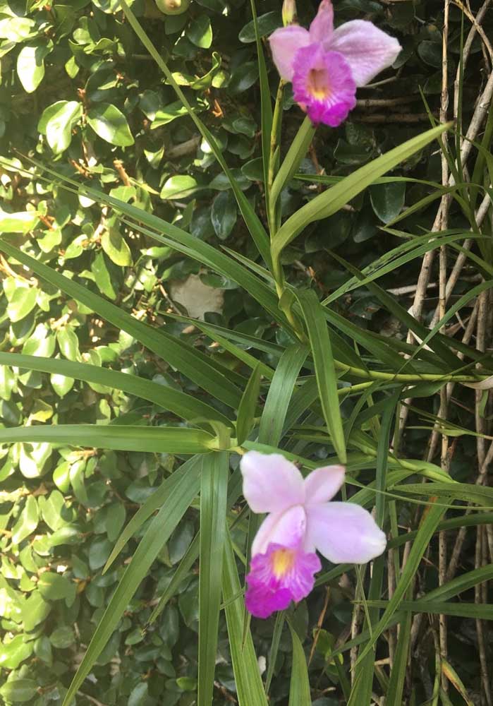  Orkidea motak: ezagutu lorategian landatu beharreko espezie nagusiak