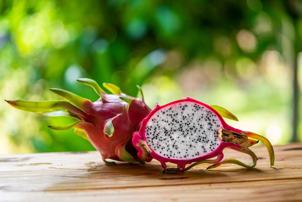  Cómo plantar pitaya: 4 formas diferentes de hacerlo en casa