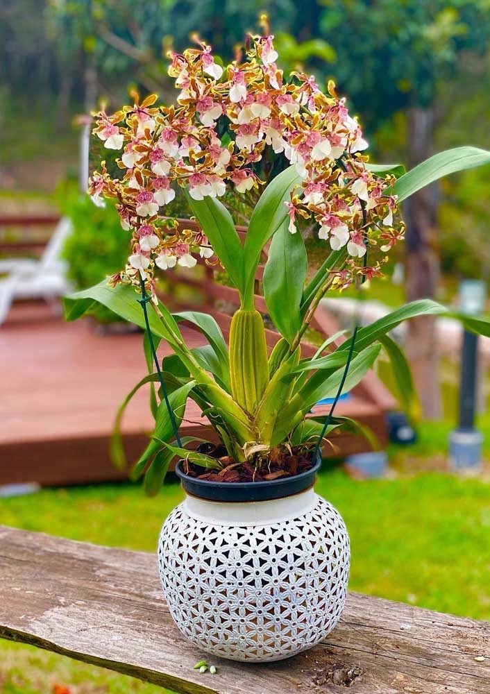  Čokoládová orchidej: jak se starat, jak pěstovat a 40 nápadů na výzdobu