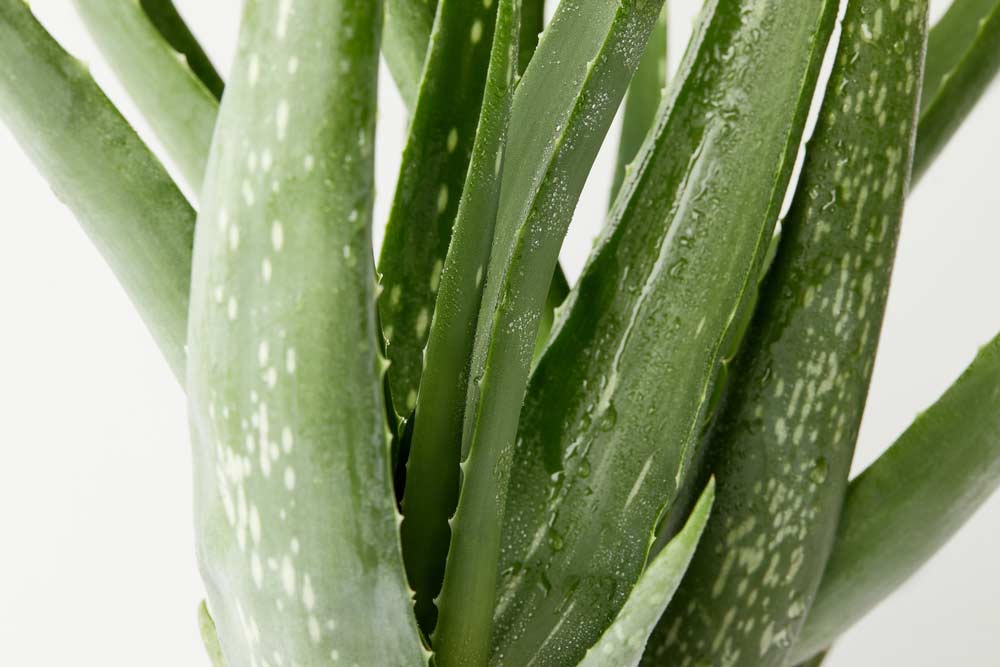  Aloe vera: petua untuk menanam, menjaga dan 60 gambar menghias