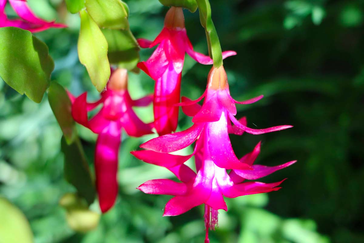  Майский цветок: как ухаживать, как сажать, общие рекомендации и уход
