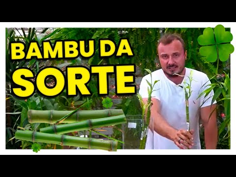  Удачный бамбук: см. советы по уходу и декорированию растения