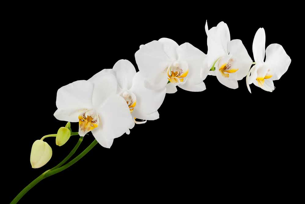  Baltās orhidejas: nozīme, kā rūpēties, sugas un fotogrāfijas, ko apskatīt