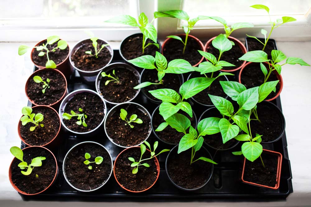  Ev sebze bahçesi: nasıl yapılacağını öğrenin ve 60 yaratıcı fikir görün