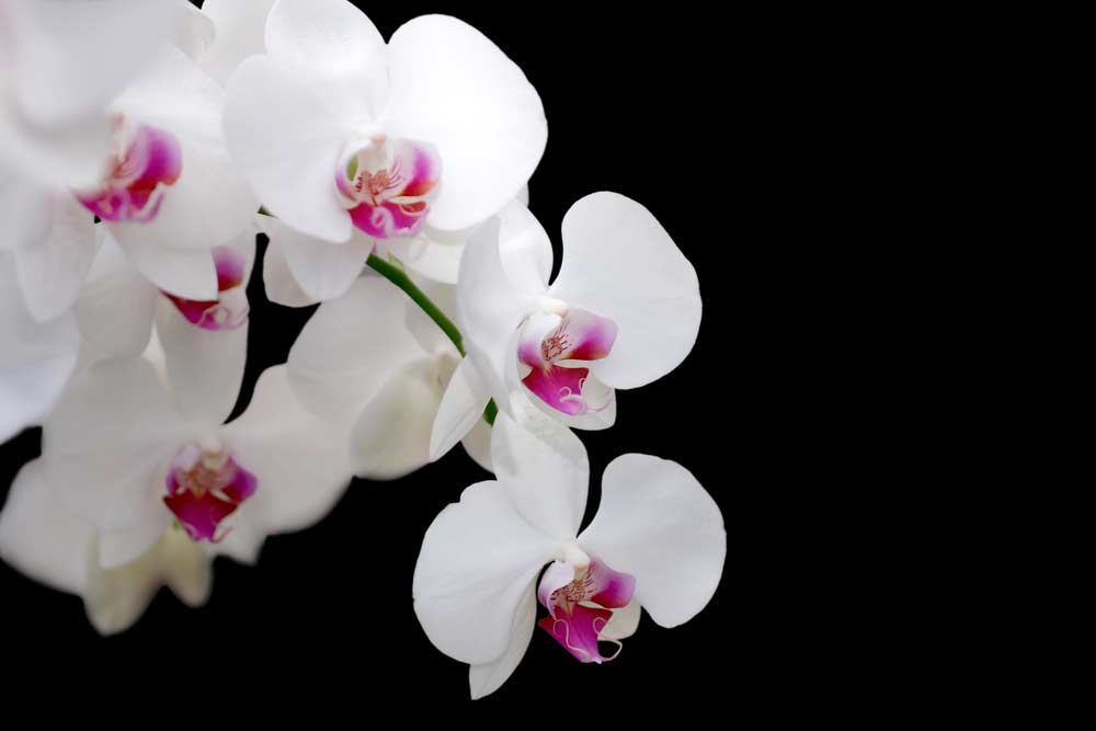  Orkideen plantulak nola egin: haziz, hondarrean eta ezinbesteko beste aholku batzuk