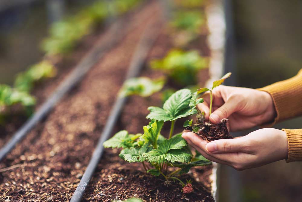  Jak uprawiać truskawki: podstawowe wskazówki, pielęgnacja i miejsce sadzenia