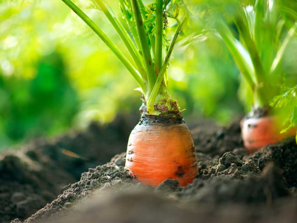  如何种植胡萝卜：了解开始种植的不同方法和基本技巧