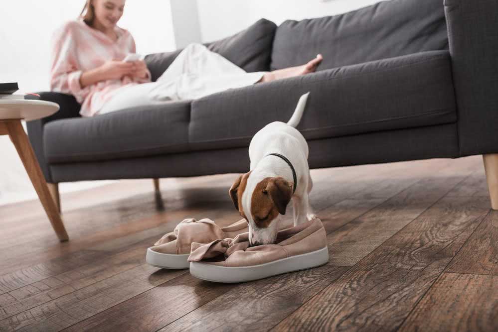  Jak pozbyć się psiego zapachu z domu: zobacz praktyczne i skuteczne wskazówki do naśladowania