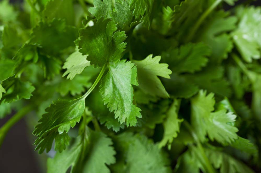  Kumaha conserve cilantro: tingali step by step tur tips penting