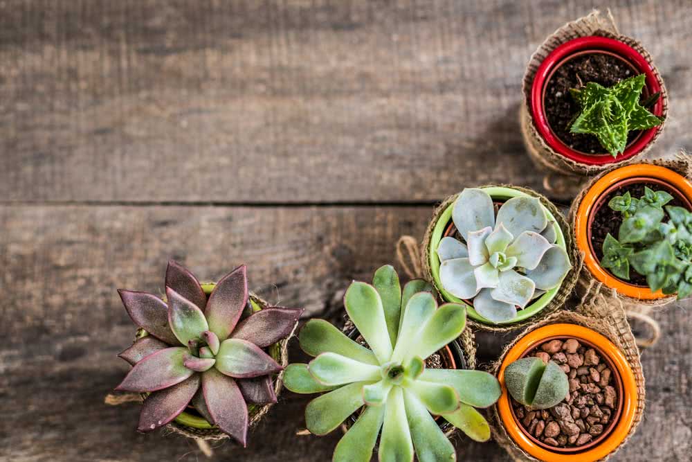  Hoe om vetplante te plant: kyk na noodsaaklike wenke om jou vetplant te plant