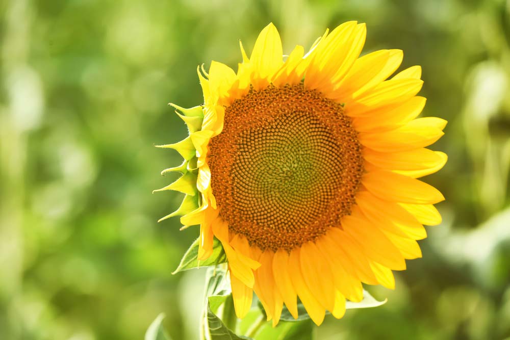  كيفية العناية بزهرة الشمس: نصائح أساسية لنمو الزهرة