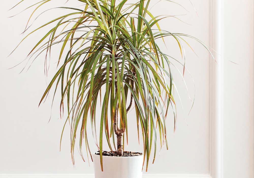  Bimët e dhomës së ndenjes: speciet kryesore dhe këshilla dekorimi me foto